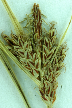 Deceiving sedge (Carex saliniformis), terminal staminate inflorescence; lateral pistillate inflorescences; flower bracts awned; styles 2. Vesta F. Hesse 457 (JEPS27484), “Boggy ground near Camp Evers, elev. ca. 400 ft.,” Scotts Valley (Santa Cruz Coun Deceiving sedge (Carex saliniformis), terminal staminate inflorescence; lateral pistillate inflorescences; flower bracts awned; styles 2. Vesta F. Hesse 457 (JEPS27484), “Boggy ground near Camp Evers, elev. ca. 400 ft.,” Scotts Valley (Santa Cruz Coun